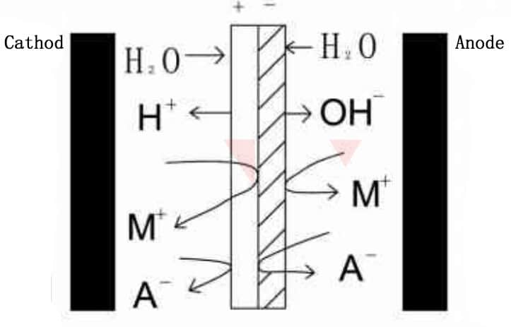 bipolar membrane